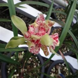 四季常開的極品奇花——水果香蘭，帶兩大芽的養護指南