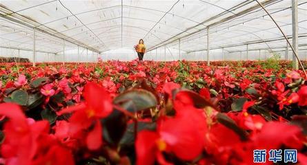 江蘇海安 以科技創新領跑現代農業，水果產業邁向智慧化