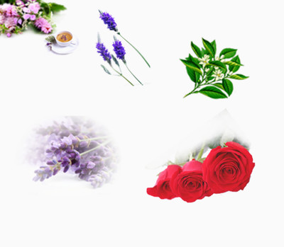 探尋自然之美 從花卉到水果的數字藝術寶藏