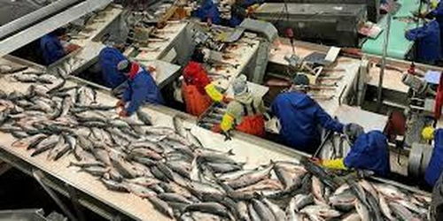 阿拉斯加海鮮加工廠疫情暴發(fā) 96名員工確診新冠肺炎，海產(chǎn)品加工安全引關(guān)注