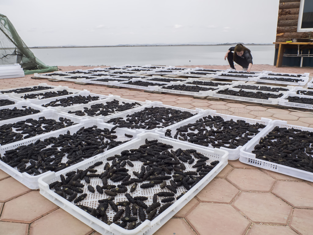 從深海到餐桌 海參養(yǎng)殖、加工與美食的完美融合